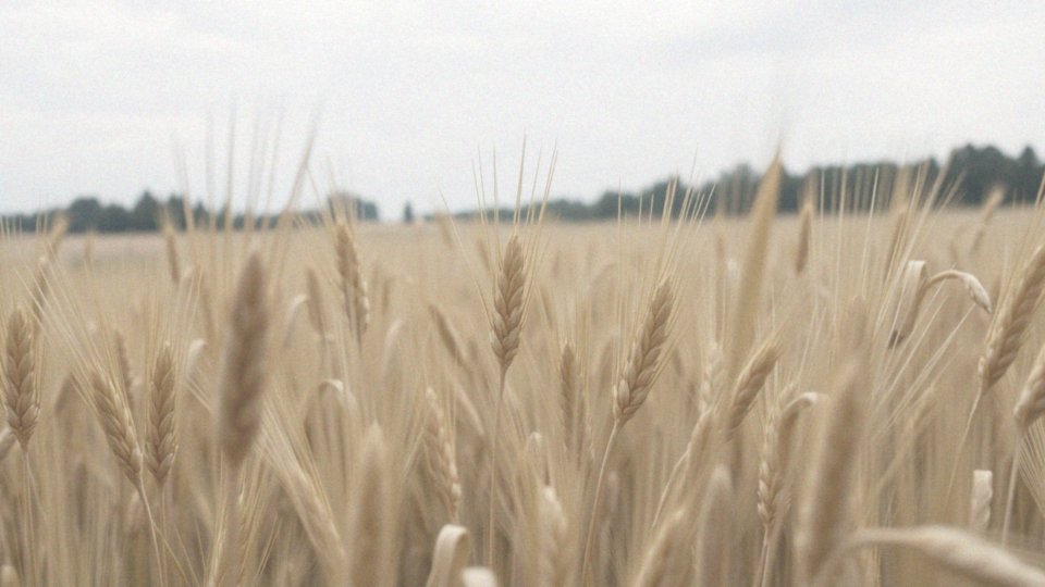 Co to sutki? Budowa, funkcje i pielęgnacja brodawek sutkowych