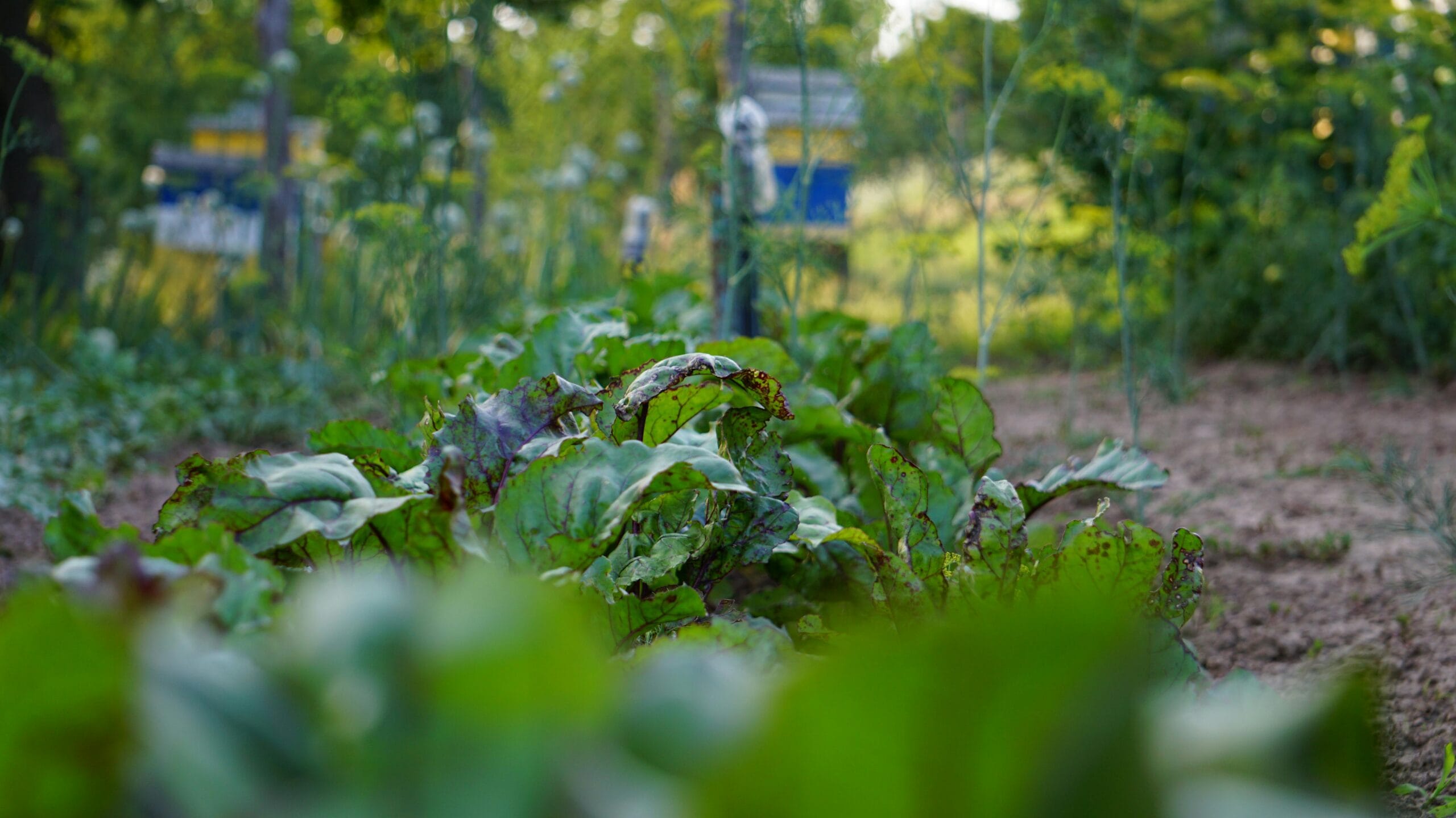 Uprawa warzyw w ogrodzie – najważniejsze zasady pielęgnacji od wiosny do jesieni